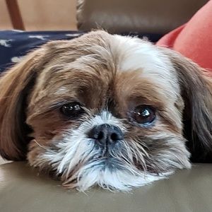 Meet your Posher, Brandi